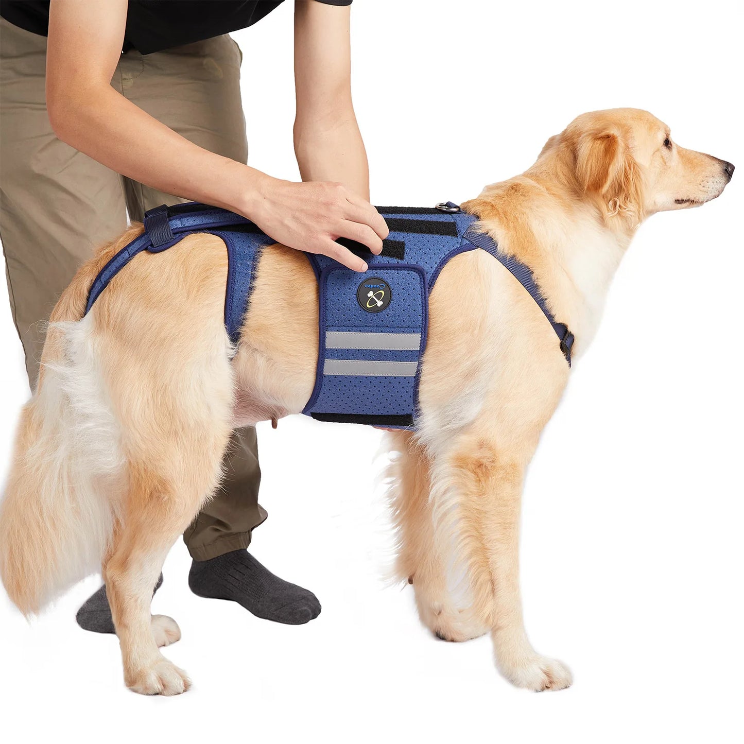 Coodeo Dog Back Brace For Back Pain Post Surgery Recovery Adjustable Support Harness With 8 Plastic Strips For Spine Protection