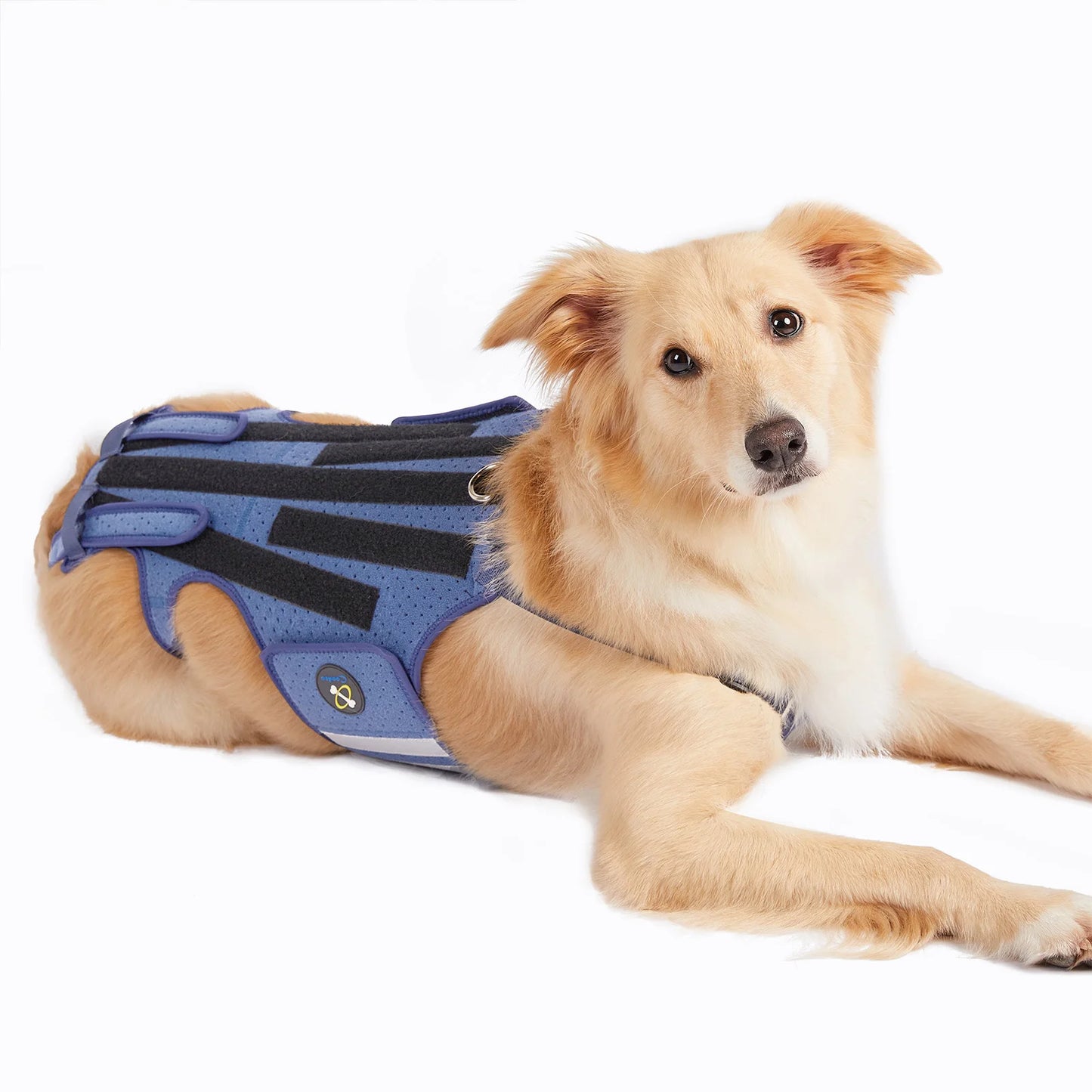 Coodeo Dog Back Brace For Back Pain Post Surgery Recovery Adjustable Support Harness With 8 Plastic Strips For Spine Protection